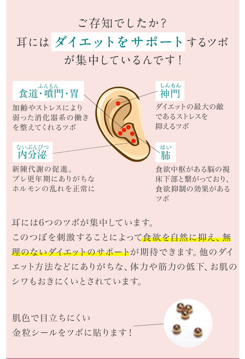 耳にはダイエットをサポートするツボが集中しているんです。食堂・噴門・胃。神門。内分泌。肺。